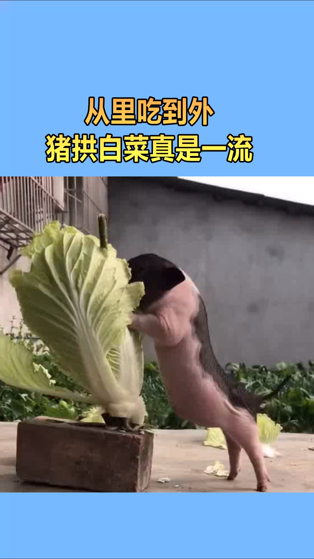 我要上熱門#從裡吃到外,豬拱白菜真是一流