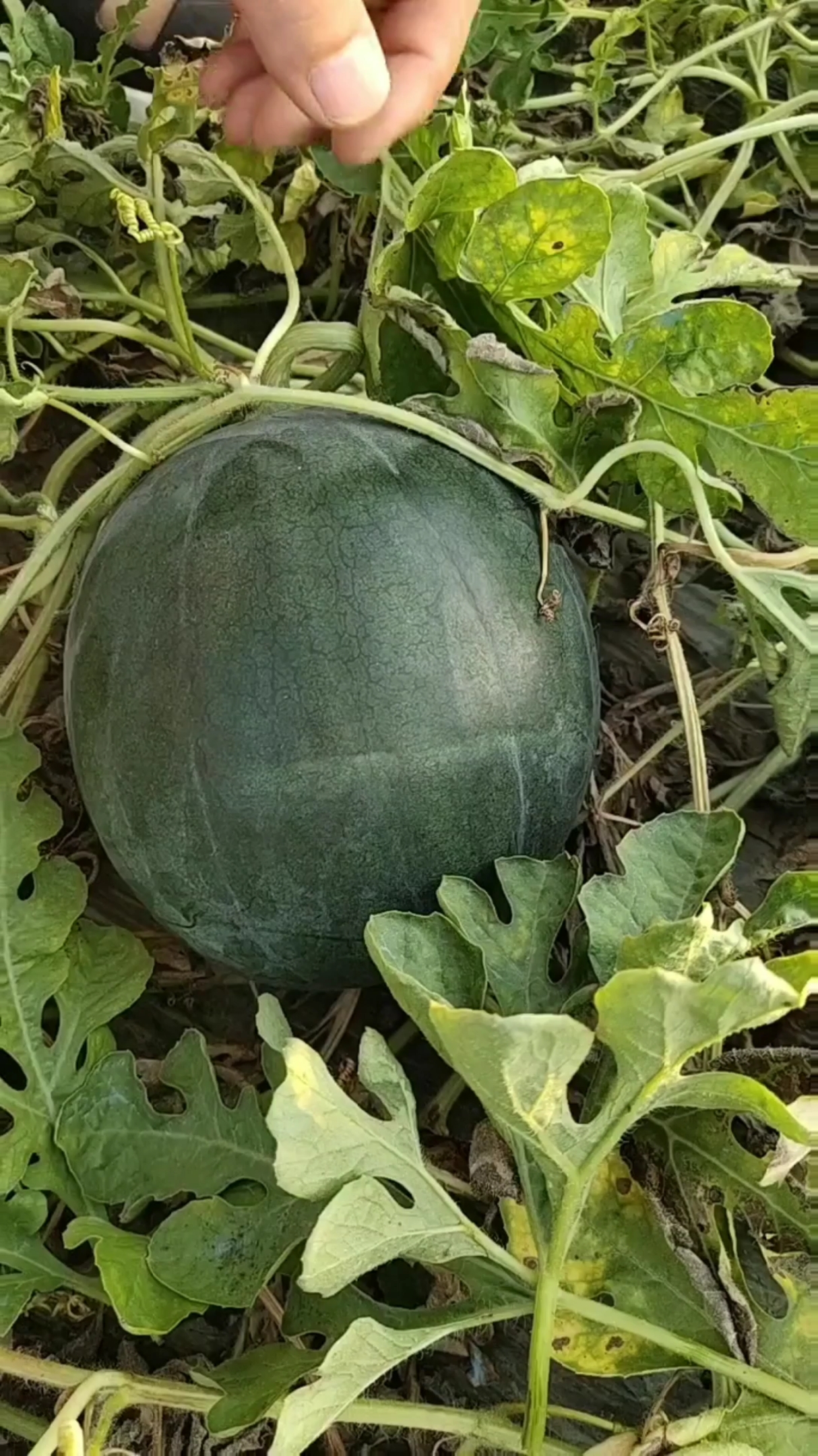 袖珍黑皮瓜成熟了