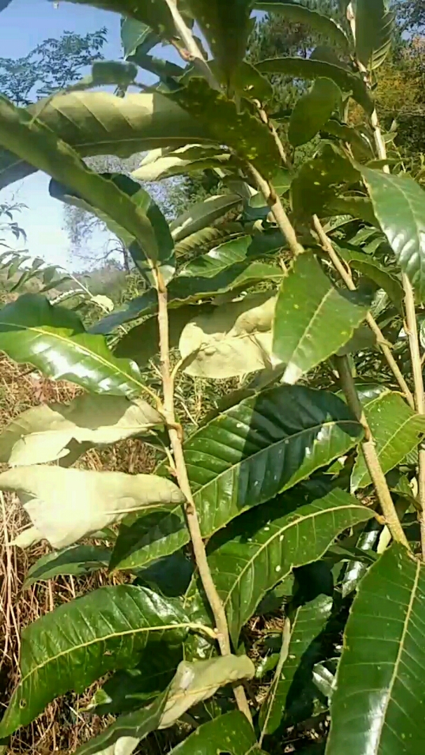 咱家的丰收季#我家的锥栗苗又粗又壮!