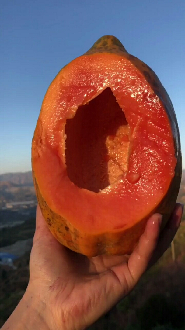 无籽木瓜,真不知道是怎么生出来的!