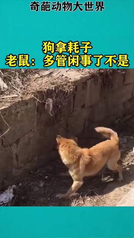 我要上热门#狗拿耗子,老鼠:多管闲事了不是