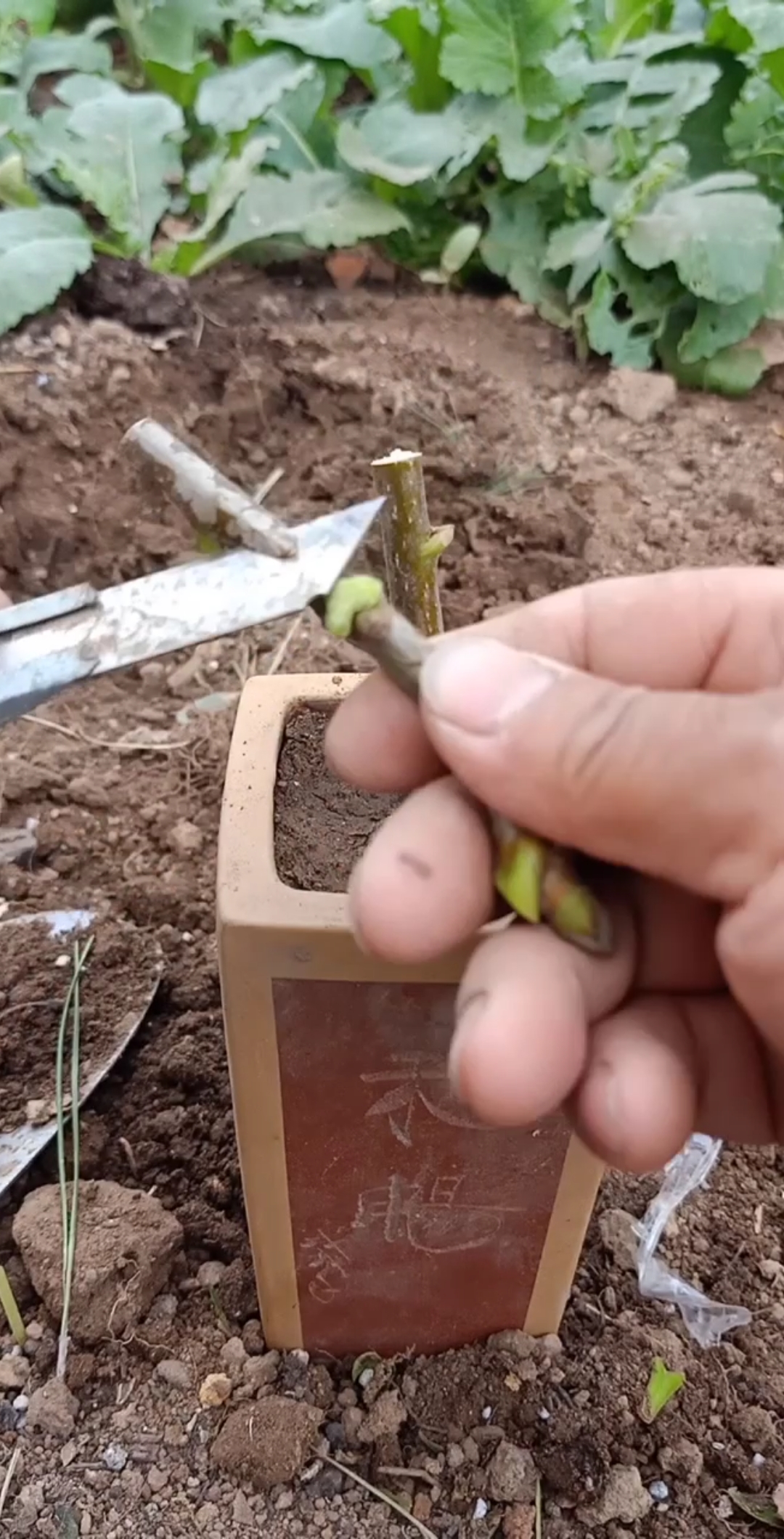 这是嫁接高手#芽接核桃技术,成活率百分之百