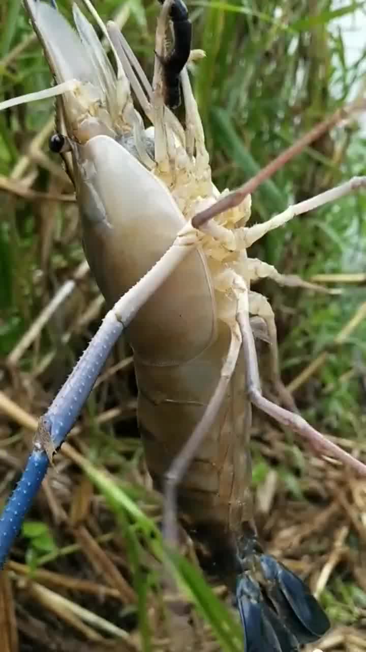 河里钓上来的这么大的淡水虾你见过吗