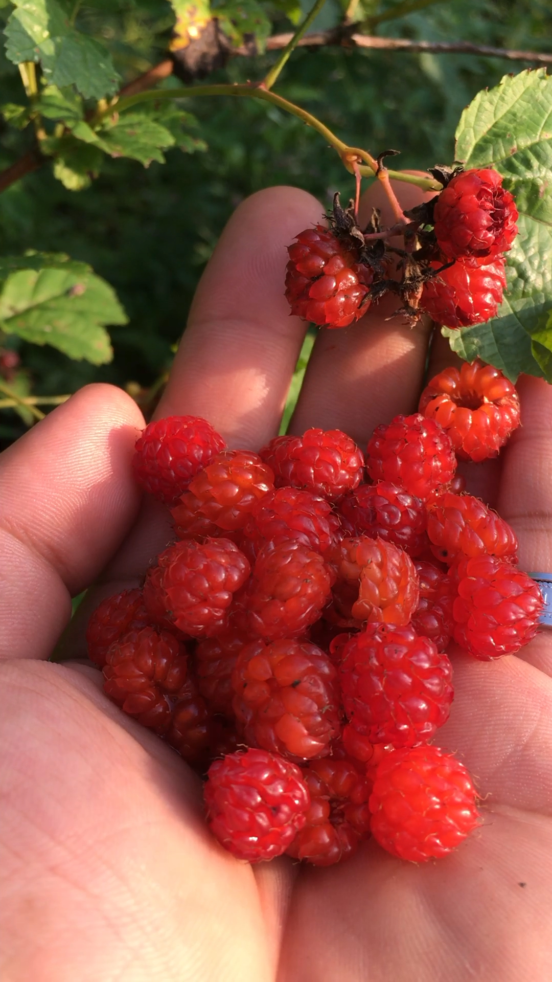 你吃过吗 野生的小树莓