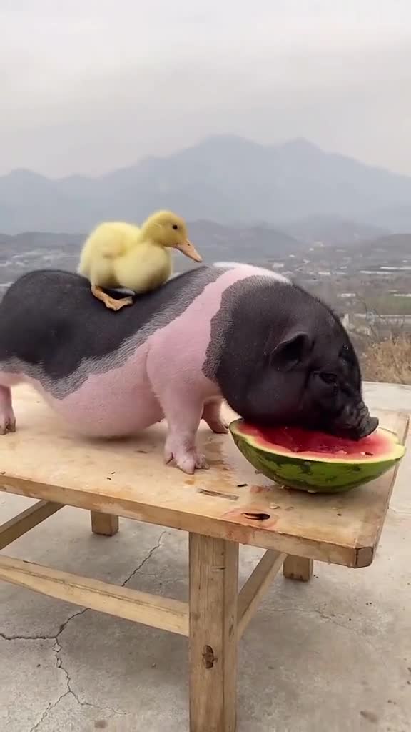 猪八戒吃西瓜看着我都馋了