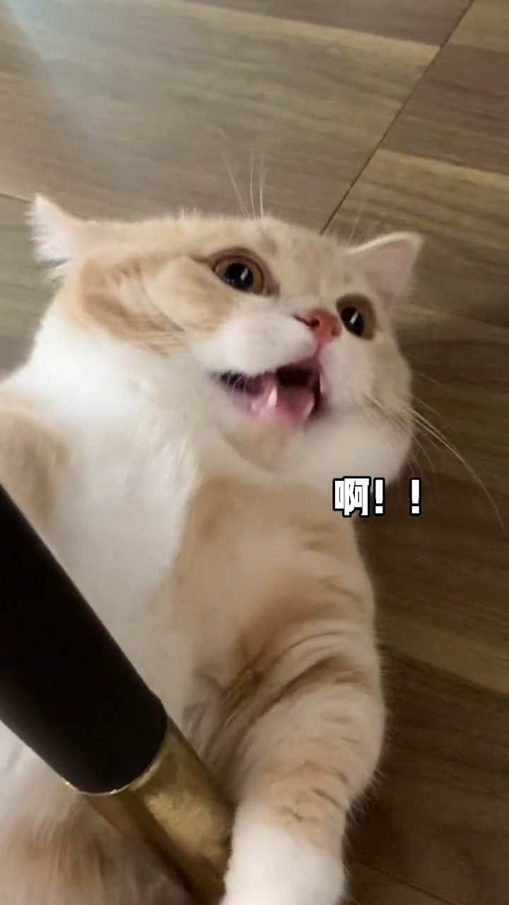 家有萌宠生活终于对你这只小猫咪下手了