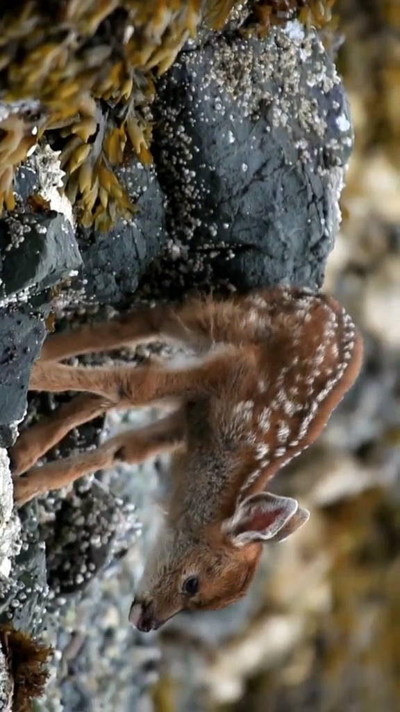 动物世界#刚出生的小鹿真漂亮-度小视