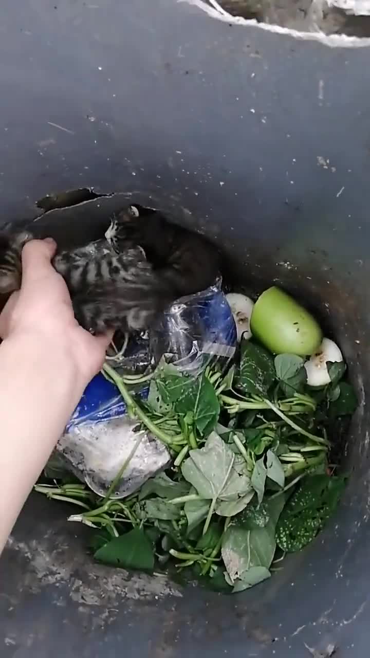 真是太坏了!那这么可爱的奶猫扔在垃圾桶里,得先救它们