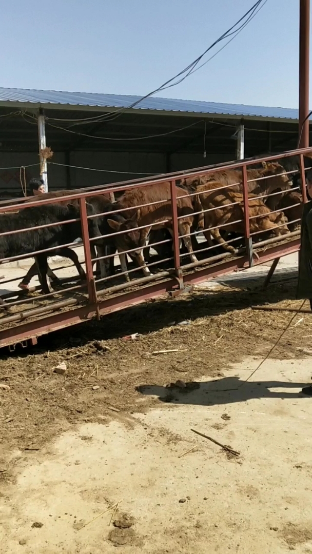 30头杂交黄牛装车去广东