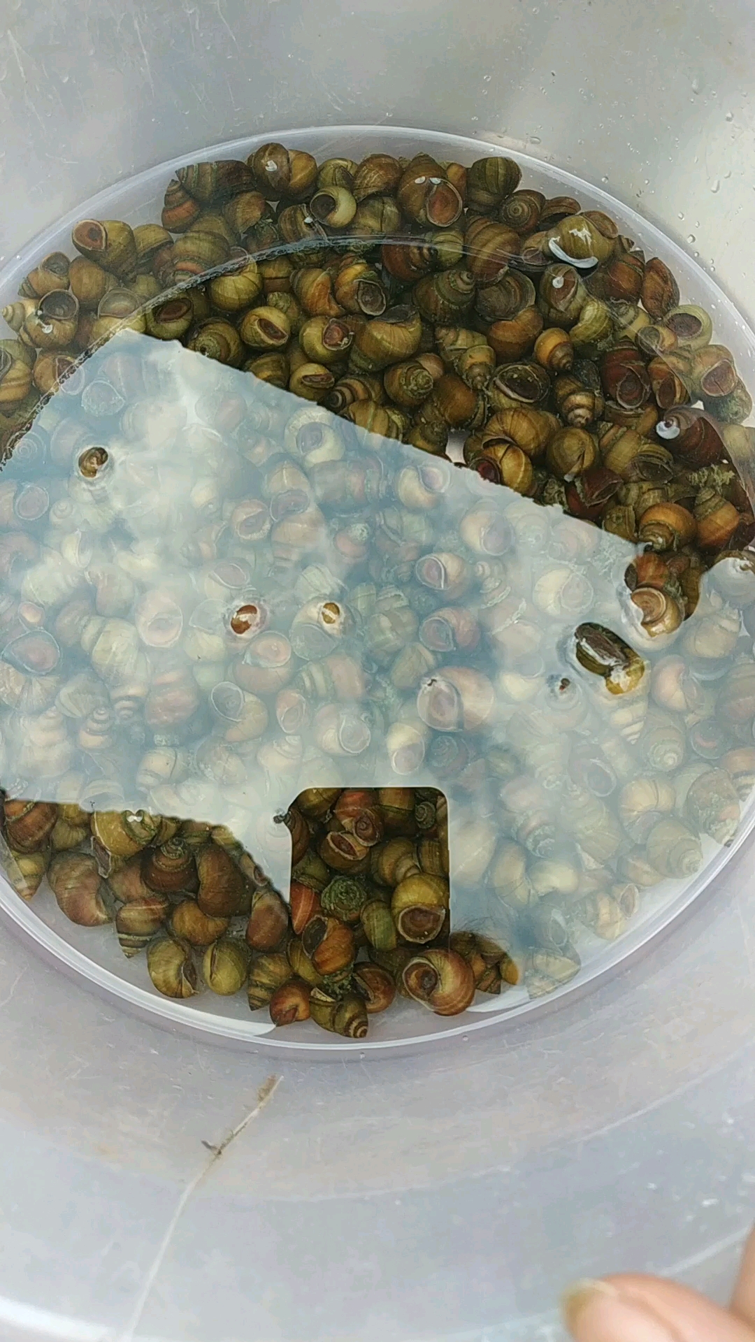 几天不下雨,河里就捡得到小石螺了