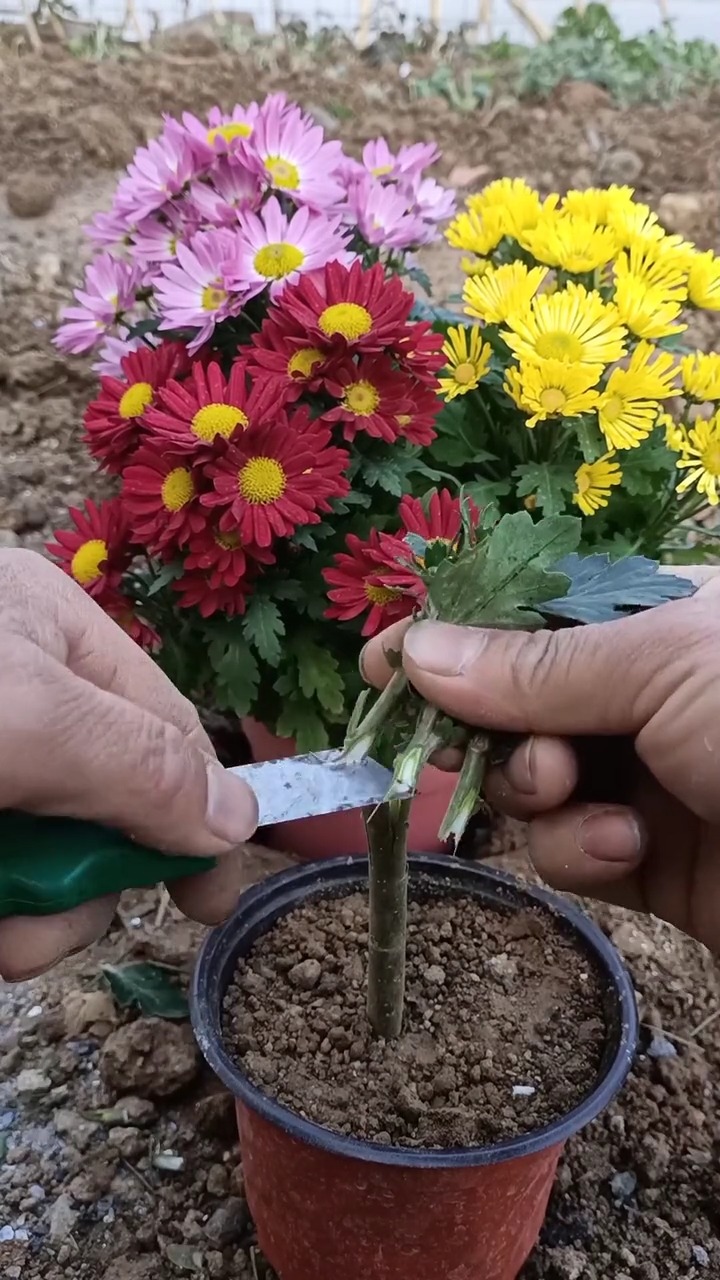花卉修剪技术