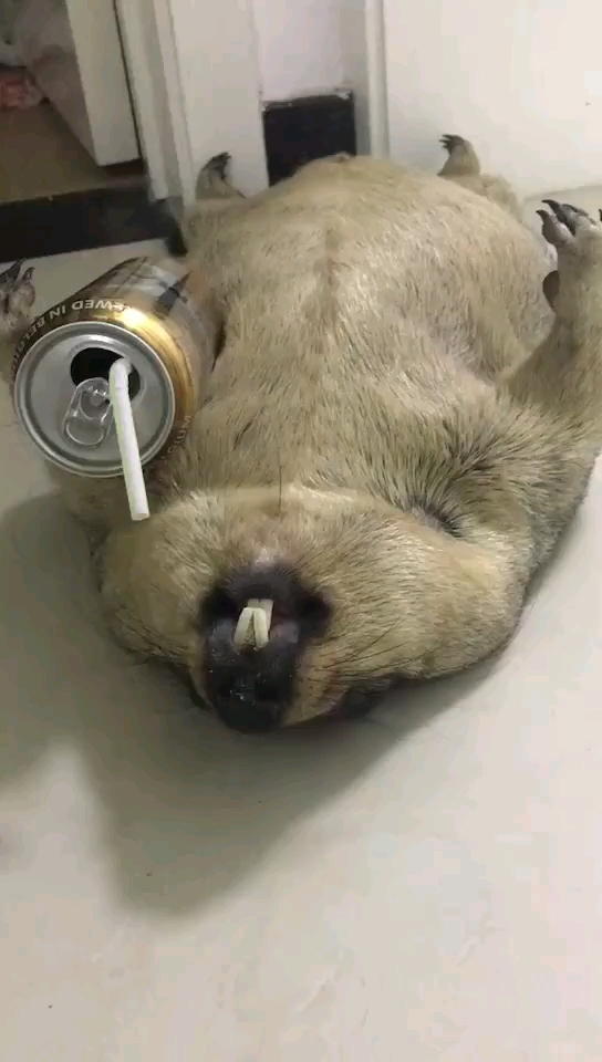 喝醉了.可怕(ó﹏ò)