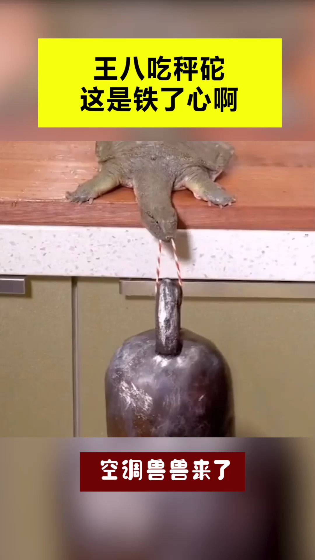 我要上热门王八吃秤砣这是铁了心啊这咬合力是真的强