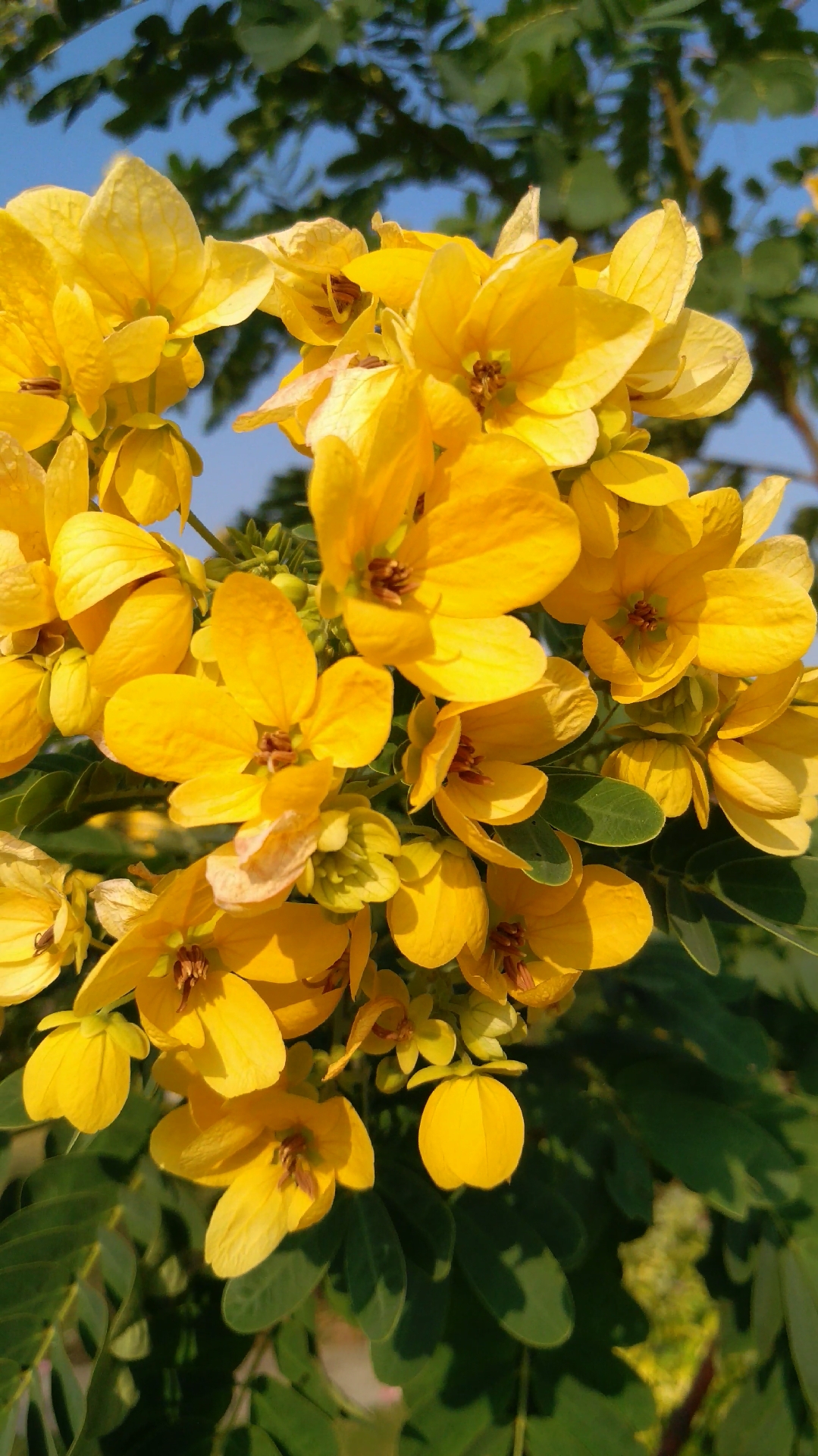 带上全民去旅行#友情花