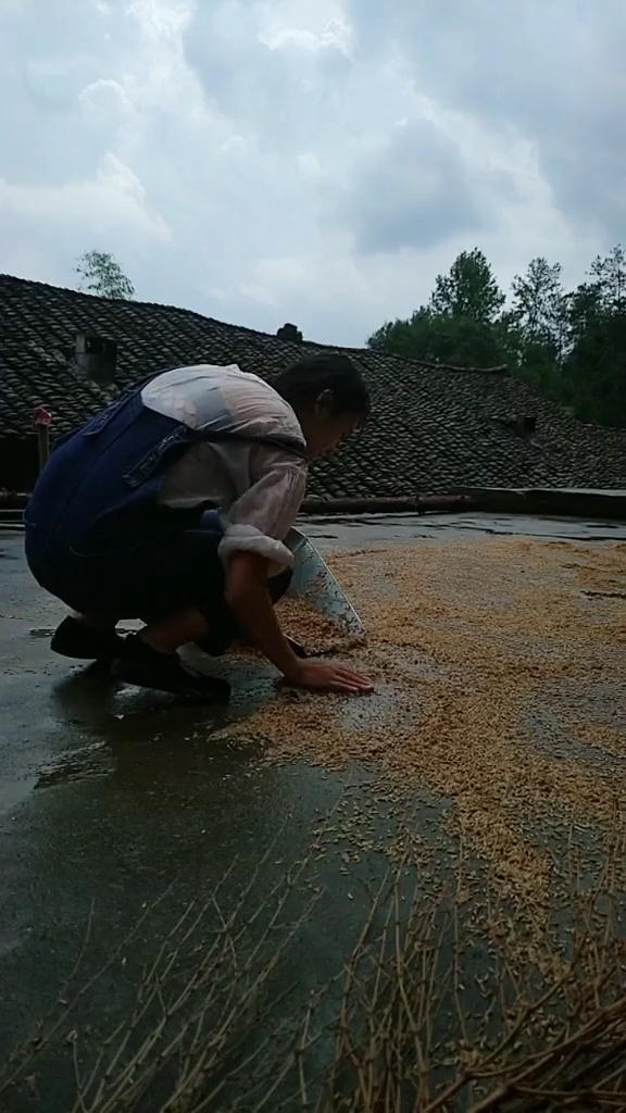 任我打谷子凶的批爆,又有什么用,我晒谷子.