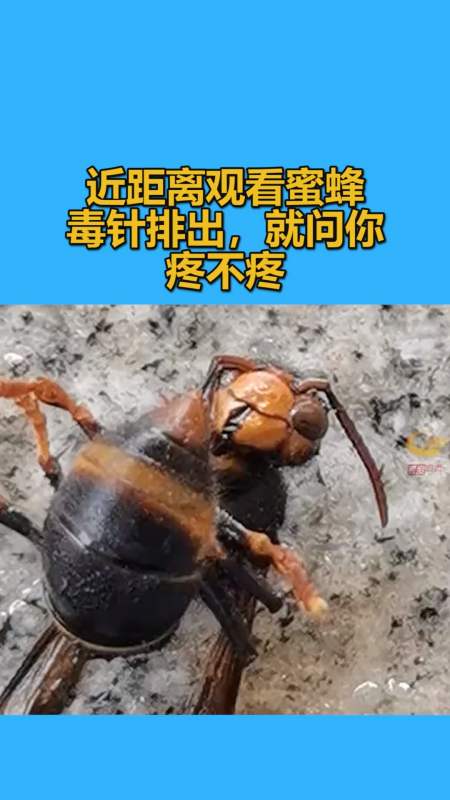 我要上热门#近距离观看蜜蜂毒针排出,就问你疼不疼