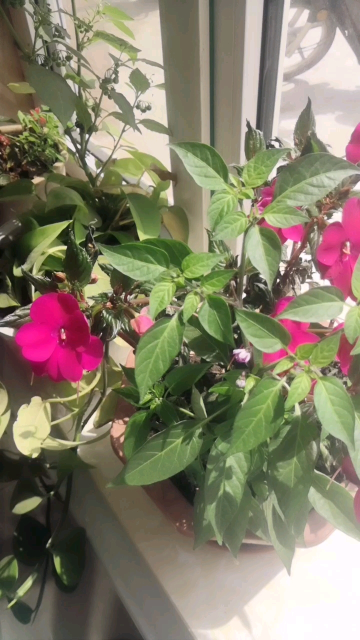 婆婆养的花,漂亮