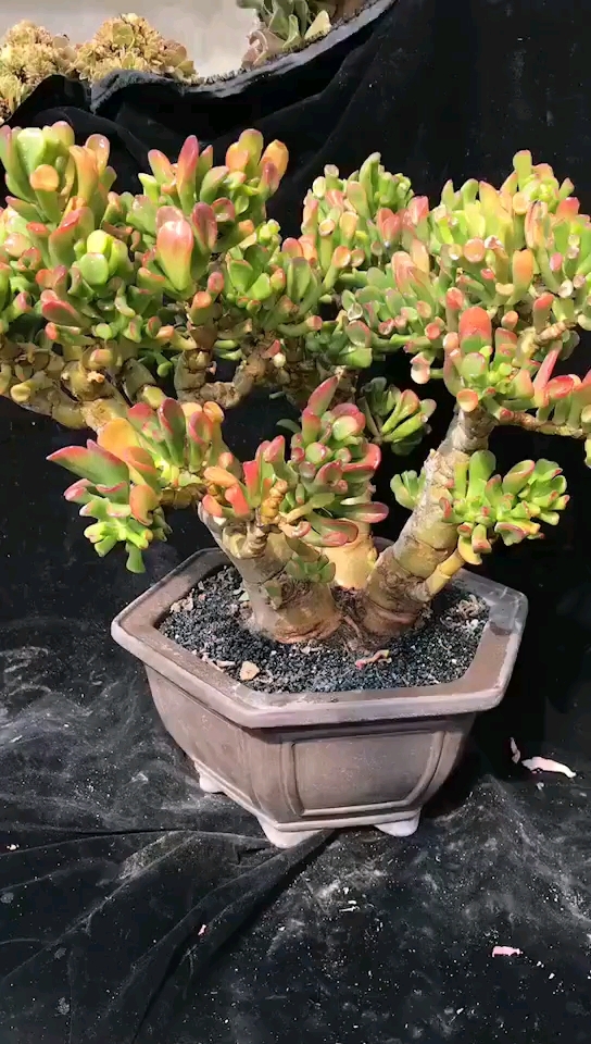 吸财树老桩
