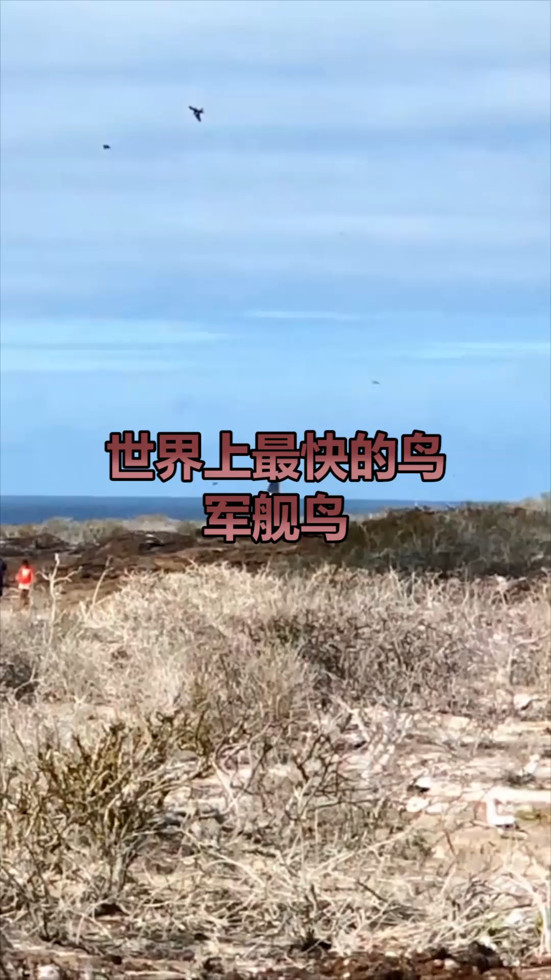 世界上捕食俯冲速度最快的鸟,军舰鸟,不仅美还很自然