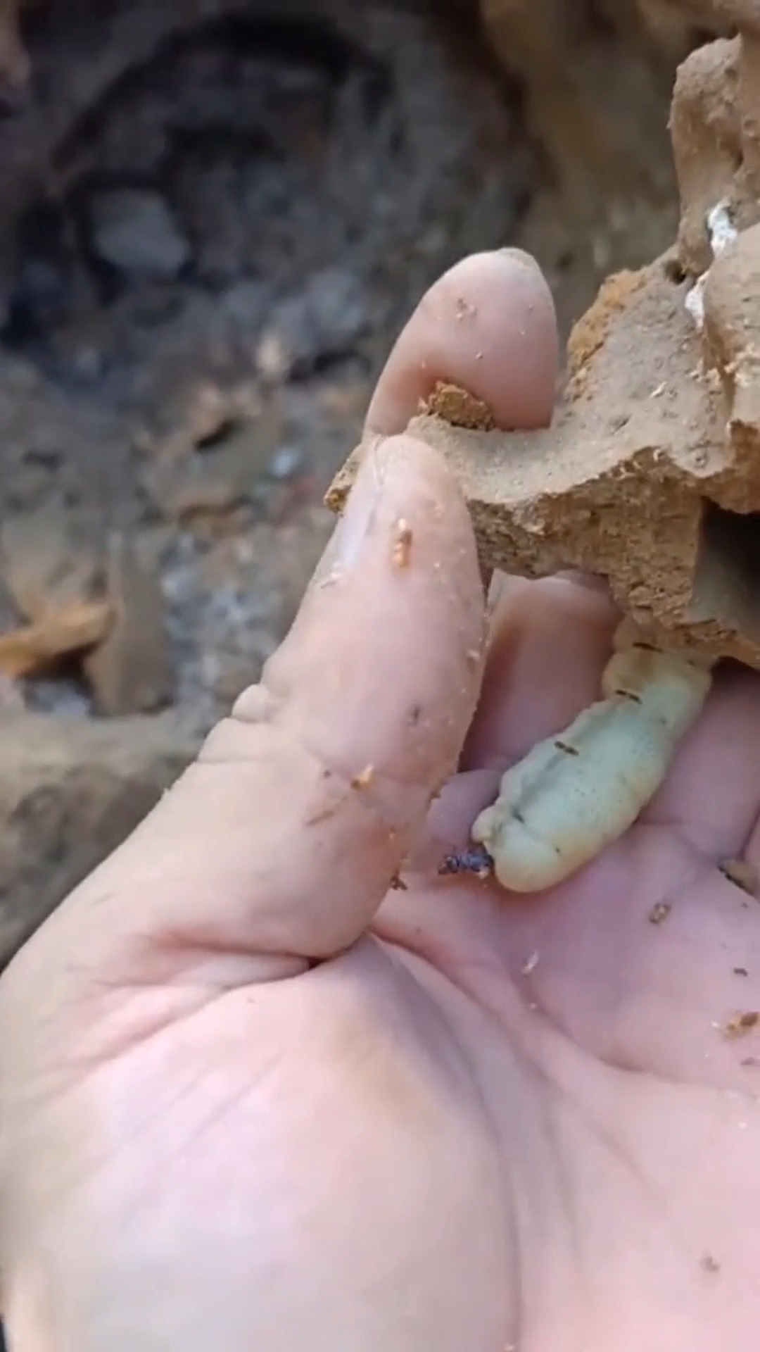 娱乐#非洲白蚁的蚁后,比普通白蚁大了几百倍,难怪繁殖能力强!