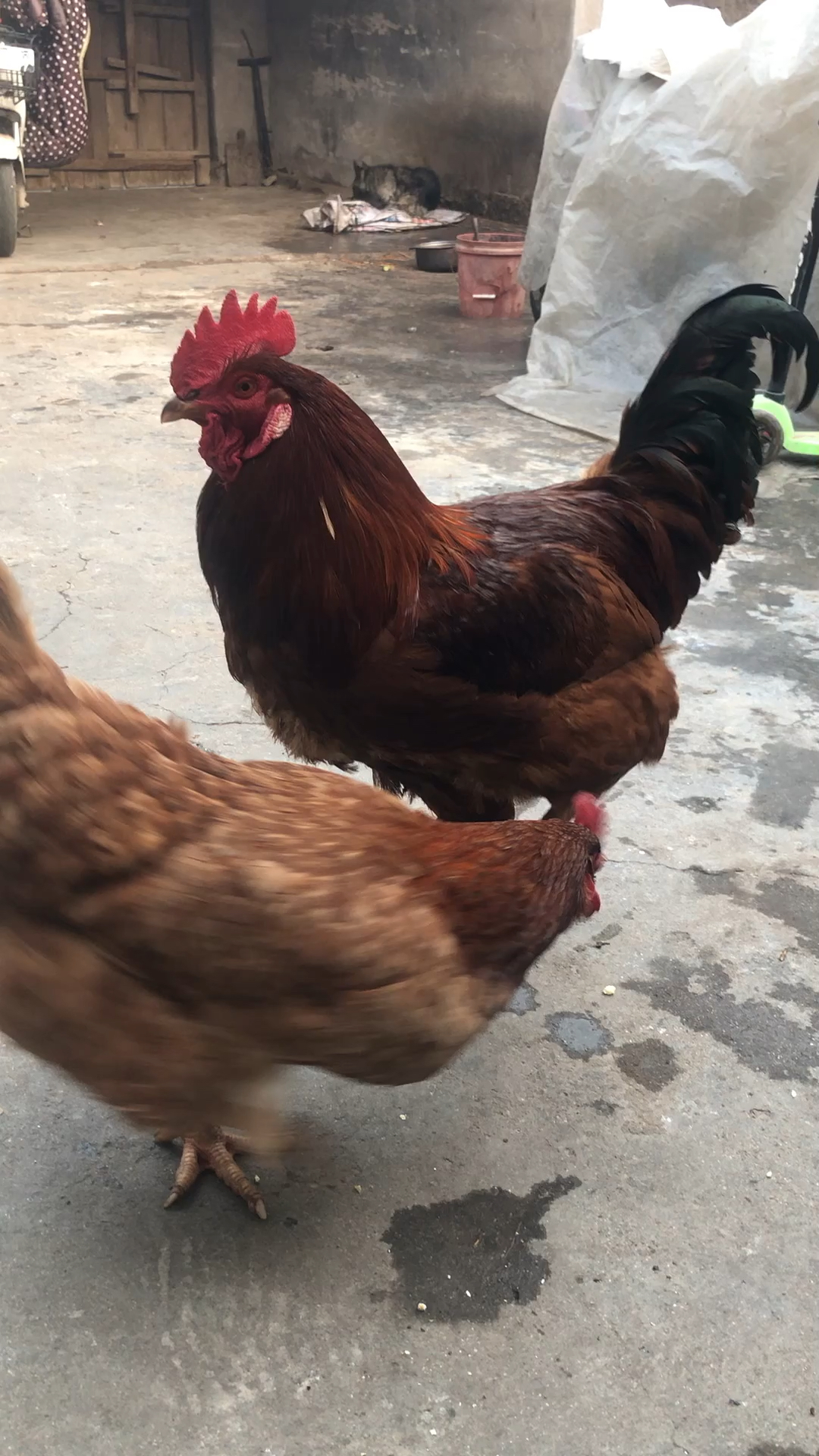 公鸡中的大笨鸡