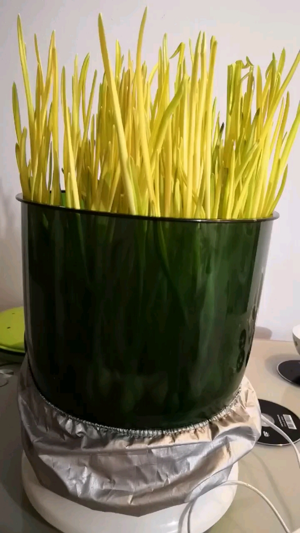 自己种出的蒜黄再加个鸡蛋怎么样