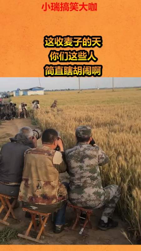 这收麦子的天,你们这些人,简直瞎胡闹啊!