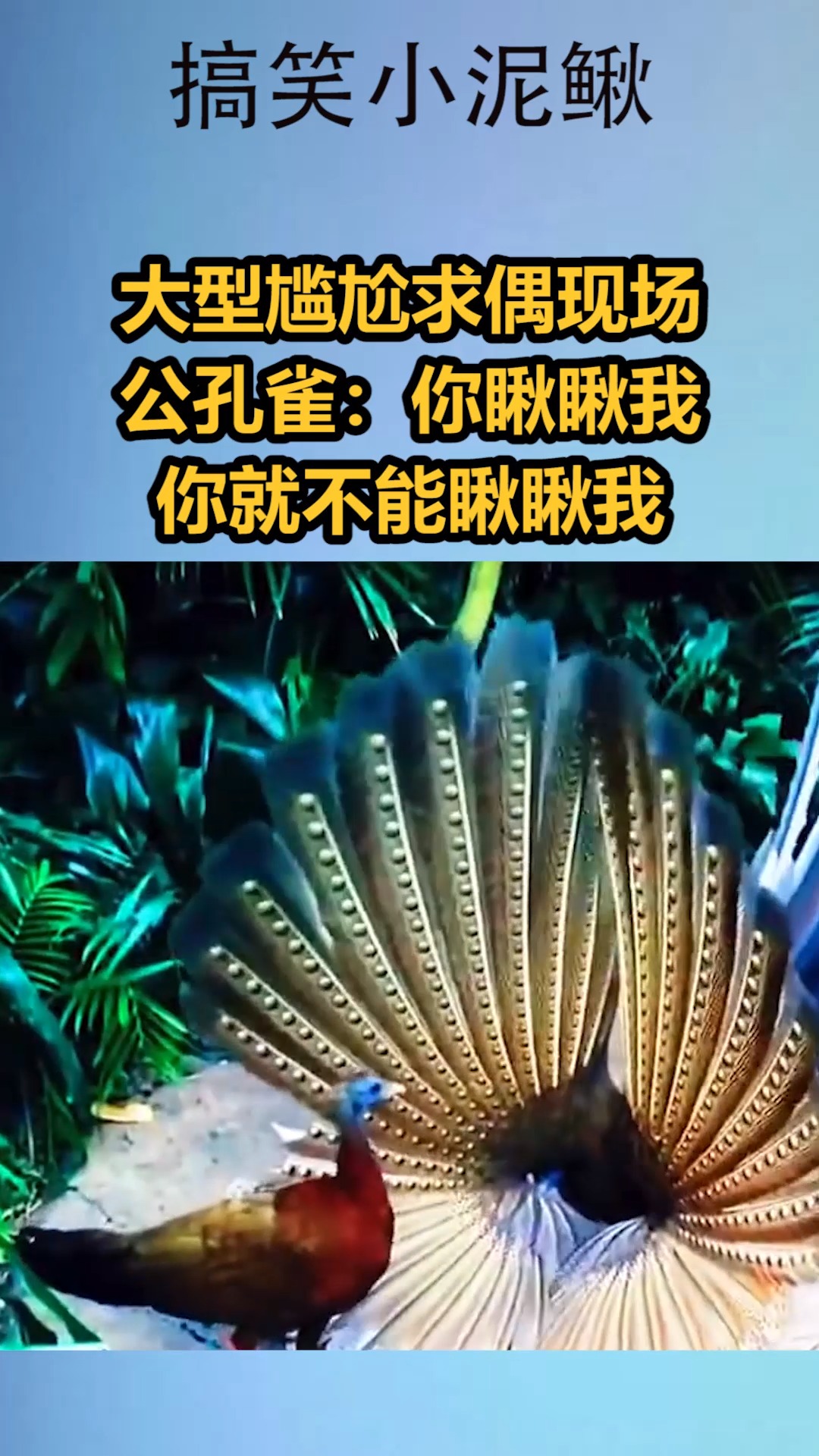 大型尴尬求偶现场,公孔雀:你瞅瞅我,你就不能瞅瞅我