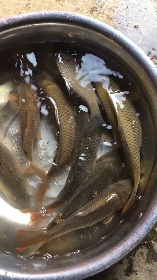 正宗田鱼肥嘟嘟的 鱼嘎嘎