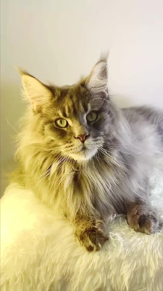 我家猫的邪笑又帅到你吗?(你看了多少遍?