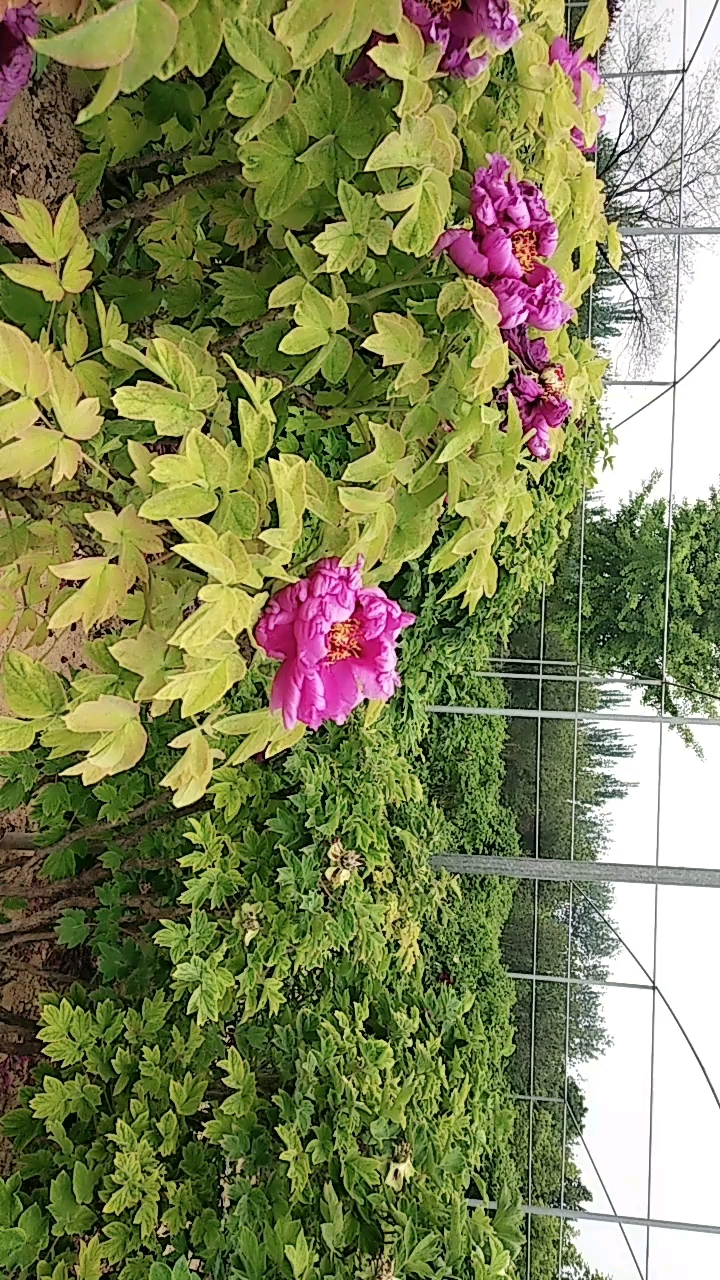 牡丹一紫红争艳