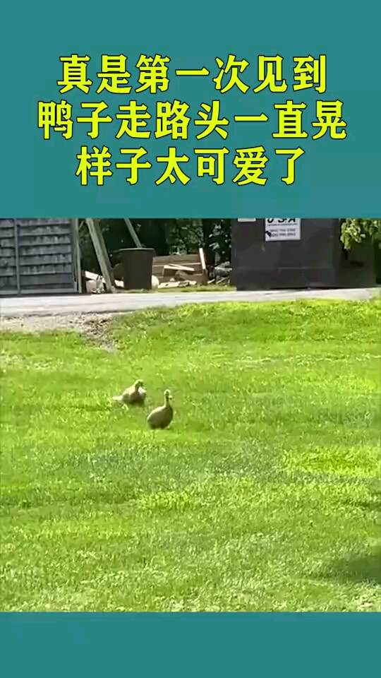 真是第一次见到,鸭子走路头一直晃,样子太可爱了!