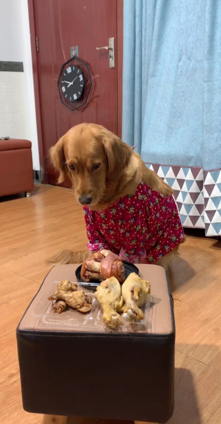 当狗子遇上美食,升级版考验,看狗子反应如何?