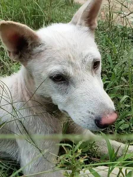广西土猎犬粉丝今年送价值一万多的土猎犬现在怎么连老鼠也抓不到了假
