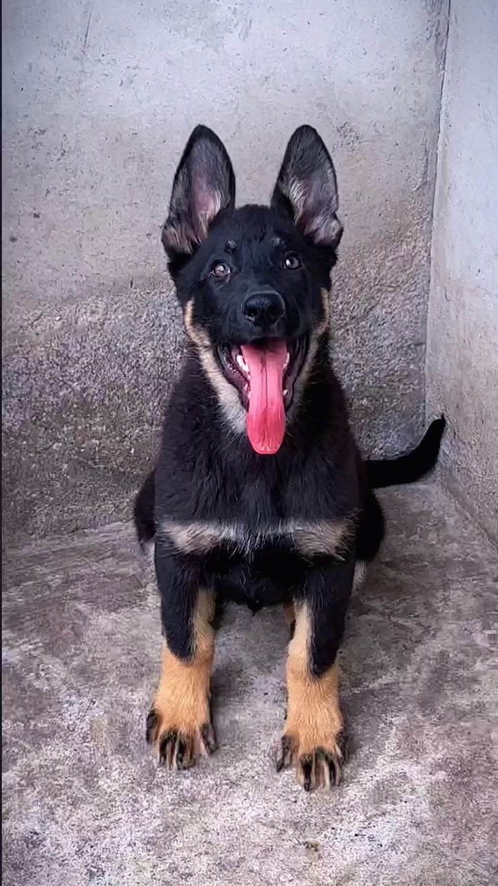 东德牧羊犬#东德牧羊犬