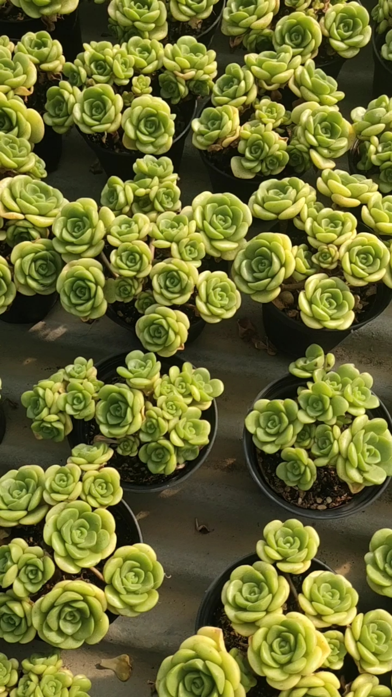 带香味的多肉百合莉莉