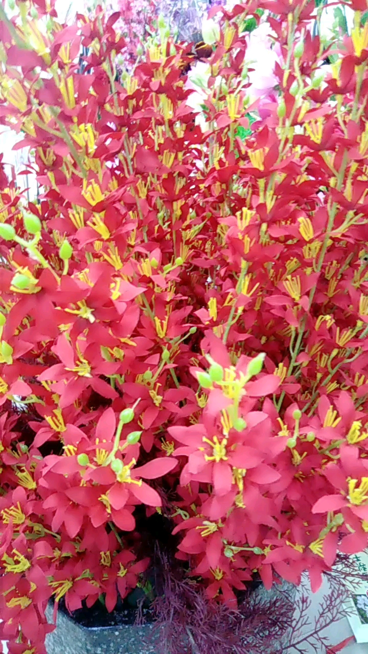 爱的魔力转圈圈