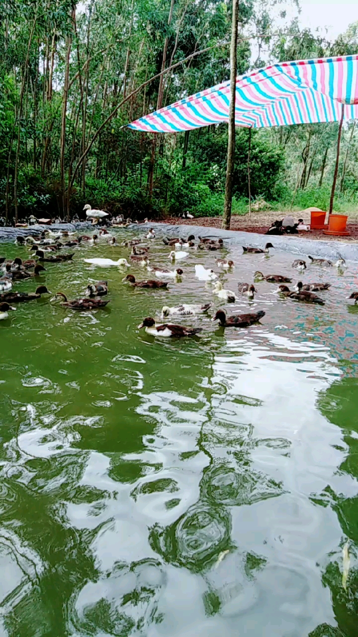 你喜欢的样子我都有#小卢鸭