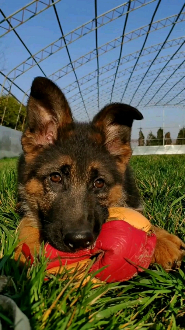 德国牧羊犬乌尔坎图片