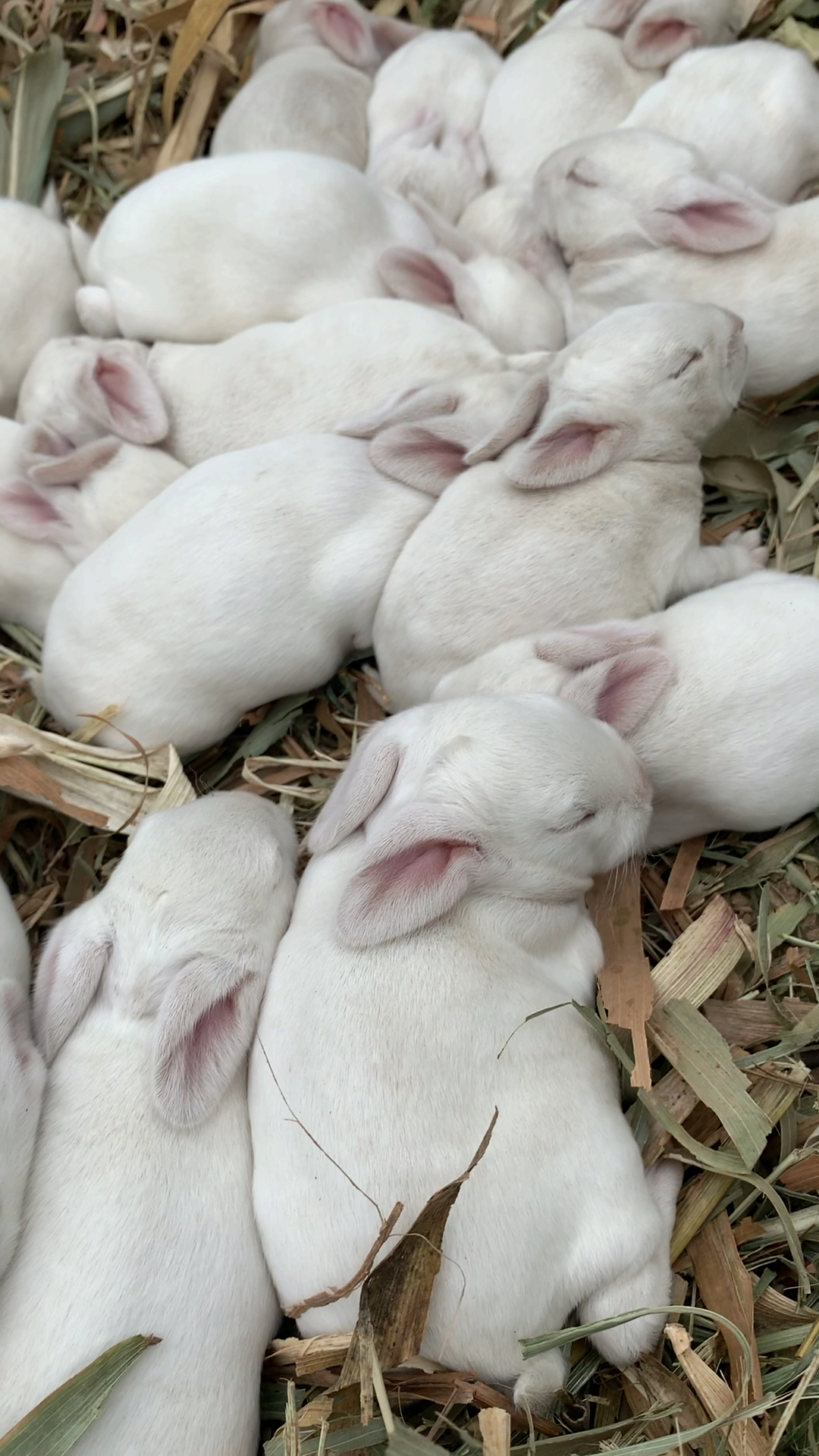 新西兰兔宝宝好可爱