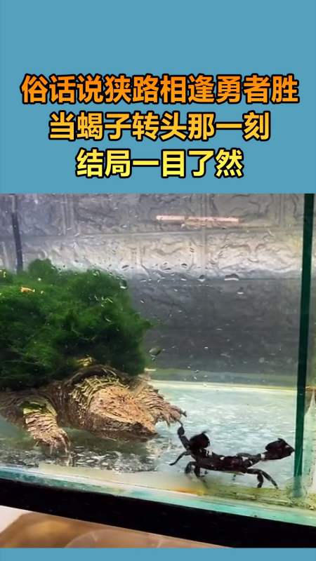 我要上热门#鳄龟面对蝎子,丝毫没有害怕的意思