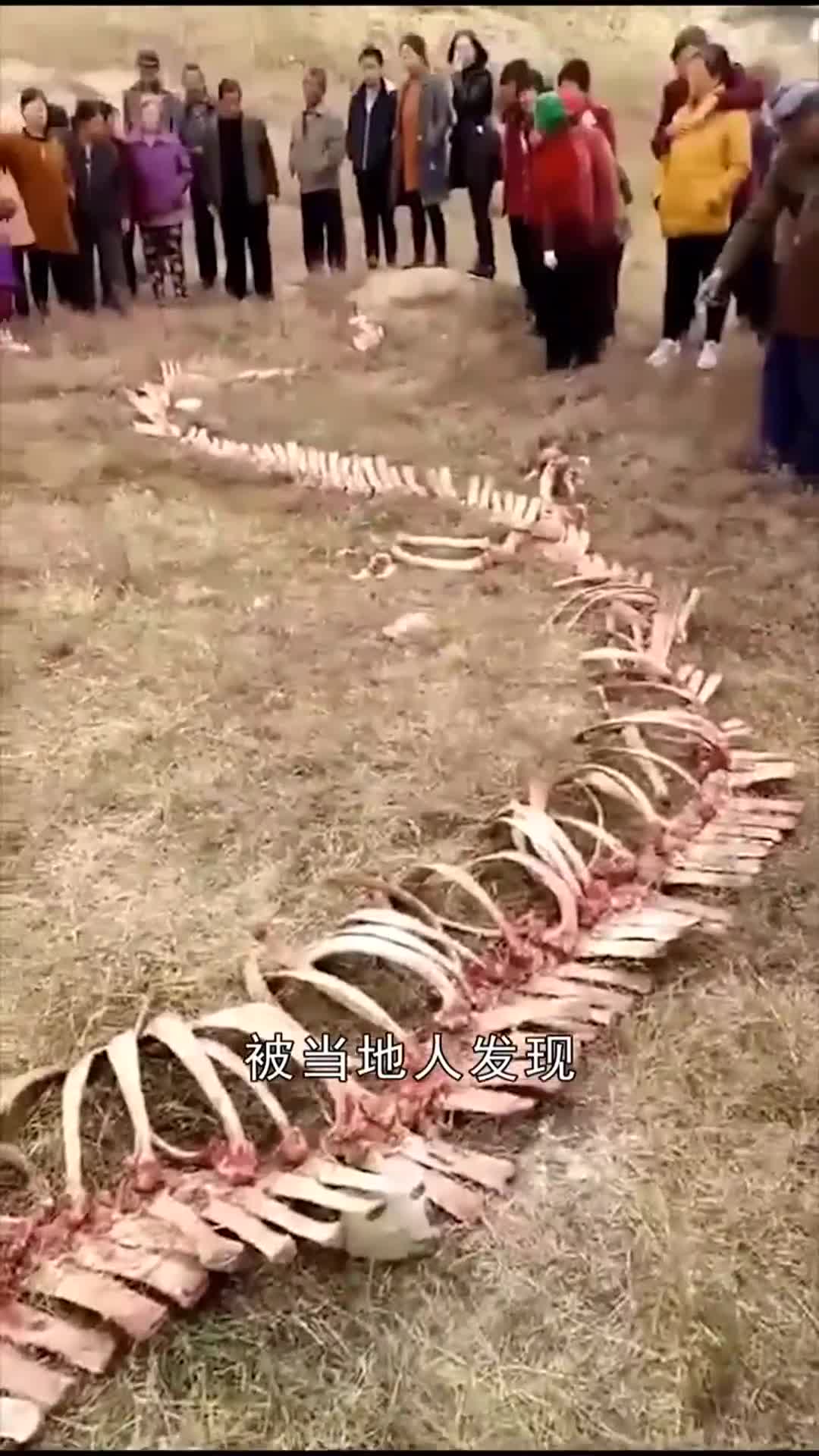 中国十大坠龙事件图片