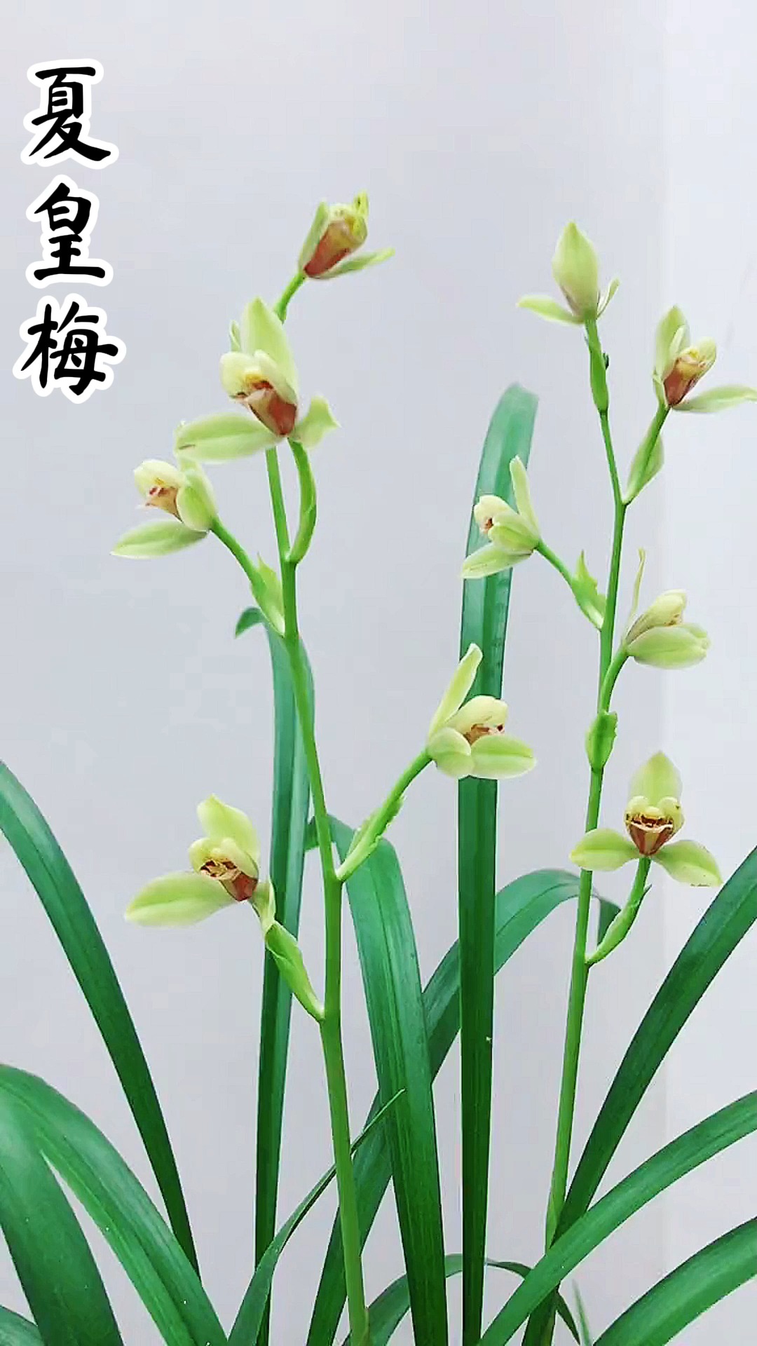 兰花经典不衰退建兰八大铭品夏皇梅