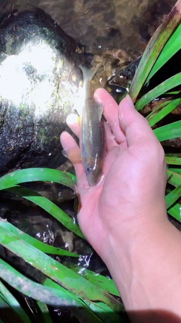 徒手在小溪边抓石斑鱼,小伙伴们都惊呆了.