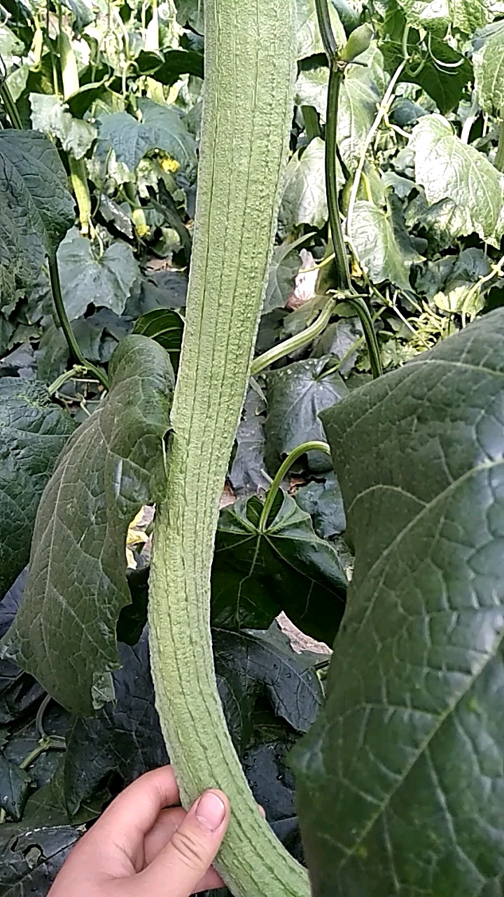 这次的丝瓜挺长的就是有点弯