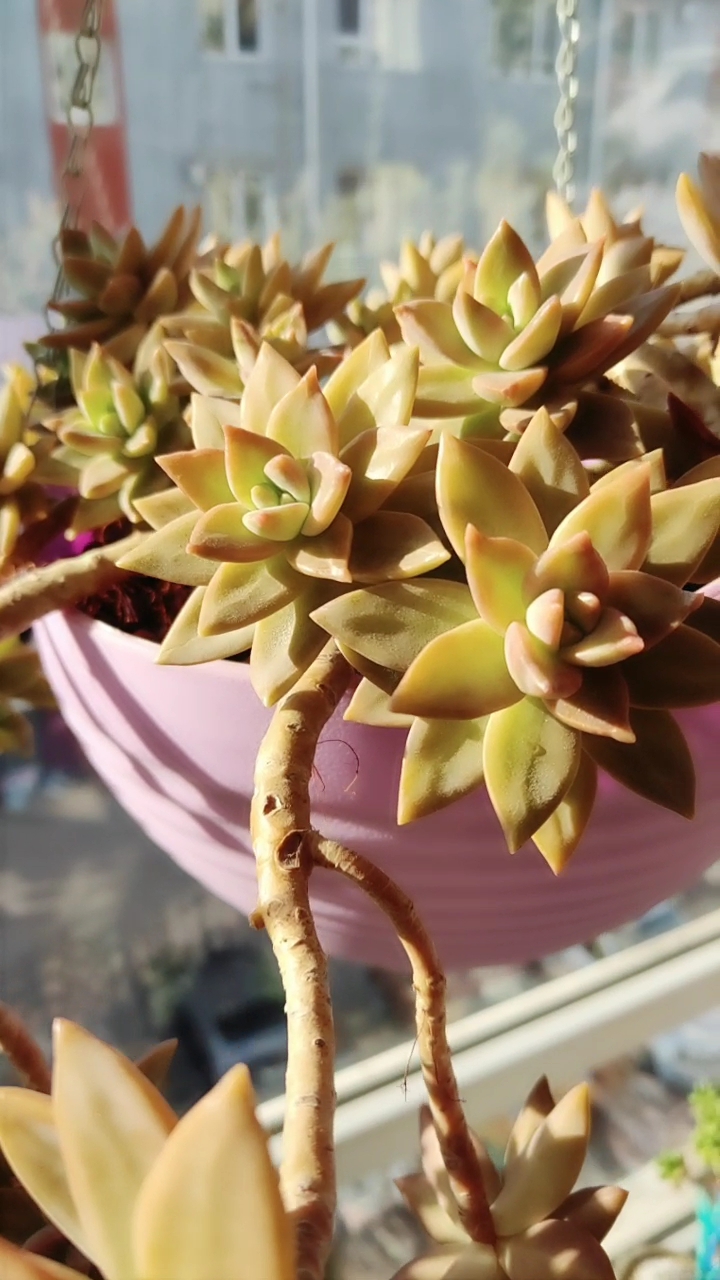 四五年的铭月老桩