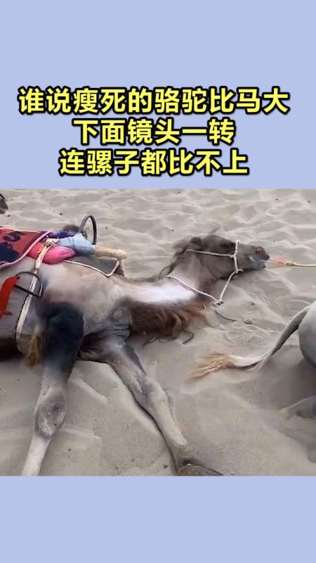 我要上热门#谁说瘦死的骆驼比马大?下面镜头一转,连骡子都比不上!