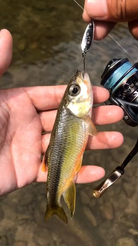 溪流稀有路亚鱼类:纵纹鱲#溪流路亚