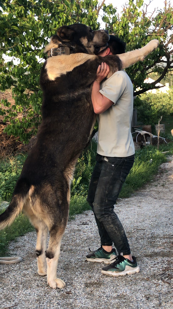 中亚牧羊犬#够半村人吃一顿的