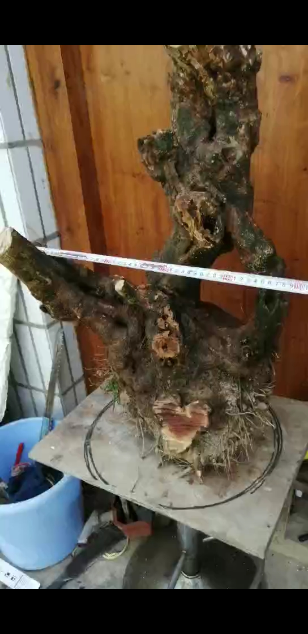 千奇百怪盆景桩#朋友们认识这个树吗?白饭树